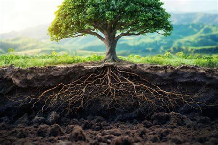 Can a tree grow roots?